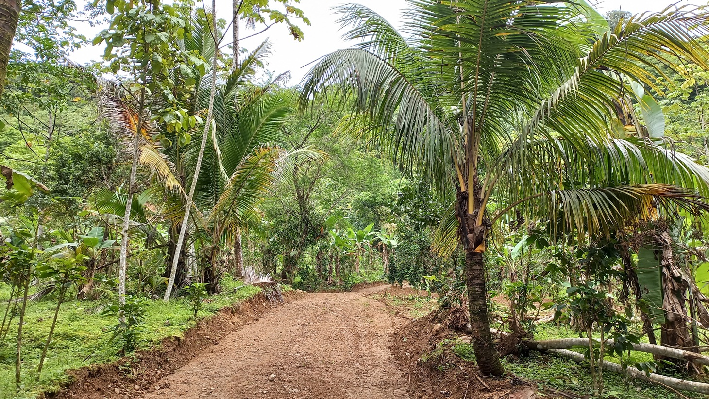 Mountain View Land with Several Building Sites and Mature Fruit Trees selected