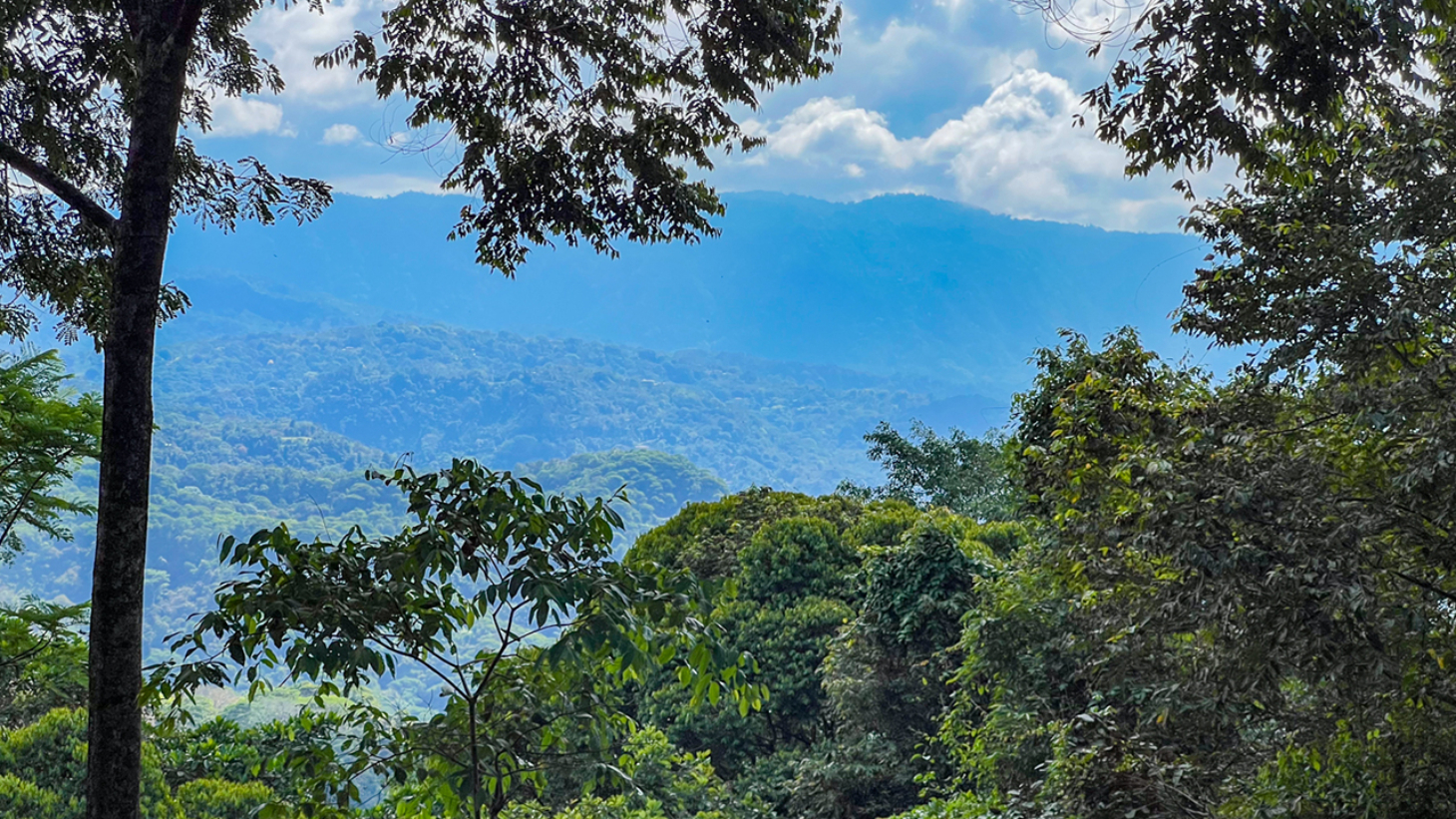 Rainforest Retreat with a Forested Setting and Good Rental History in Lagunas selected