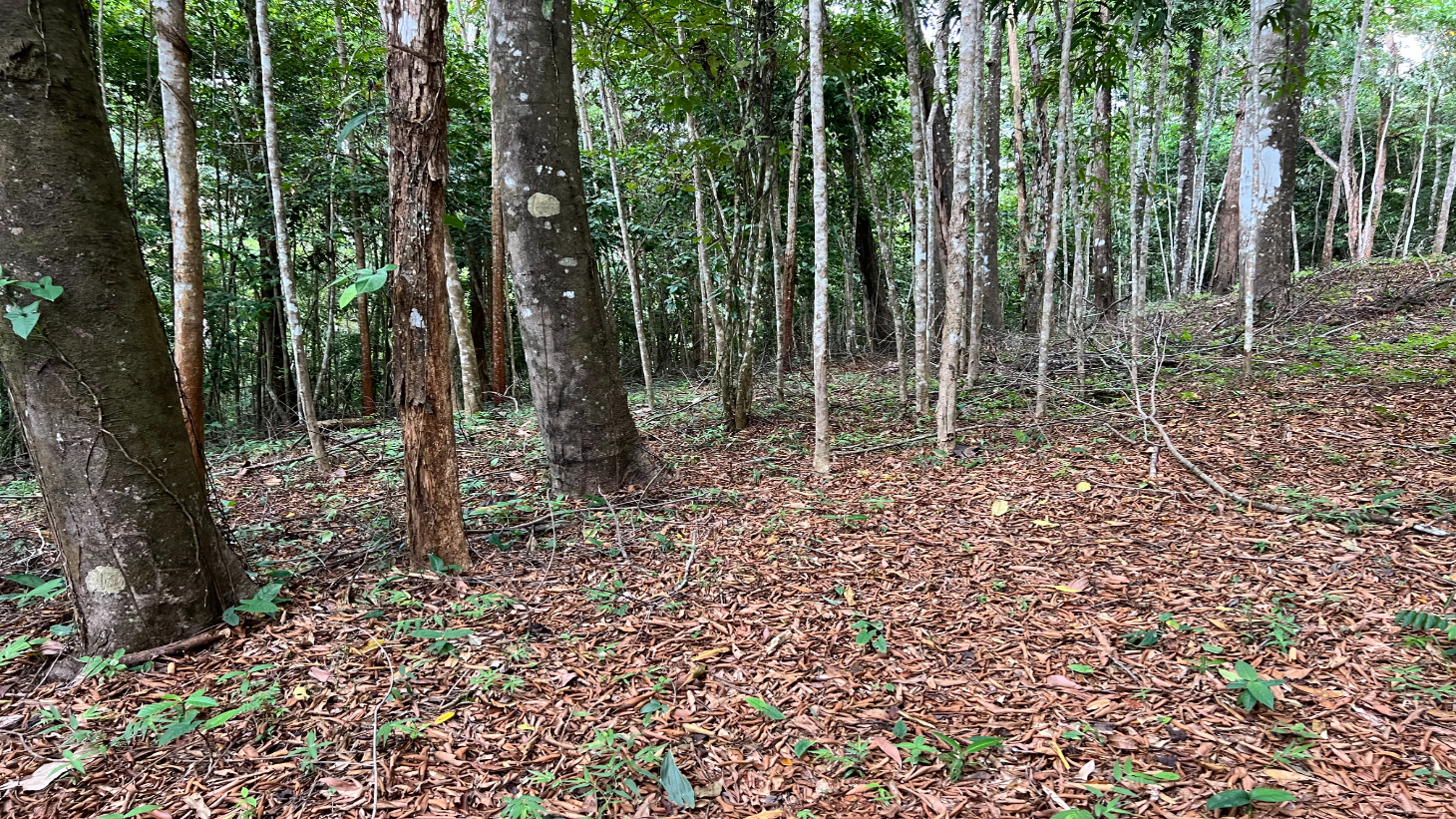 Build Ready Home Site with Easy Access in a Lush Rainforest Setting selected