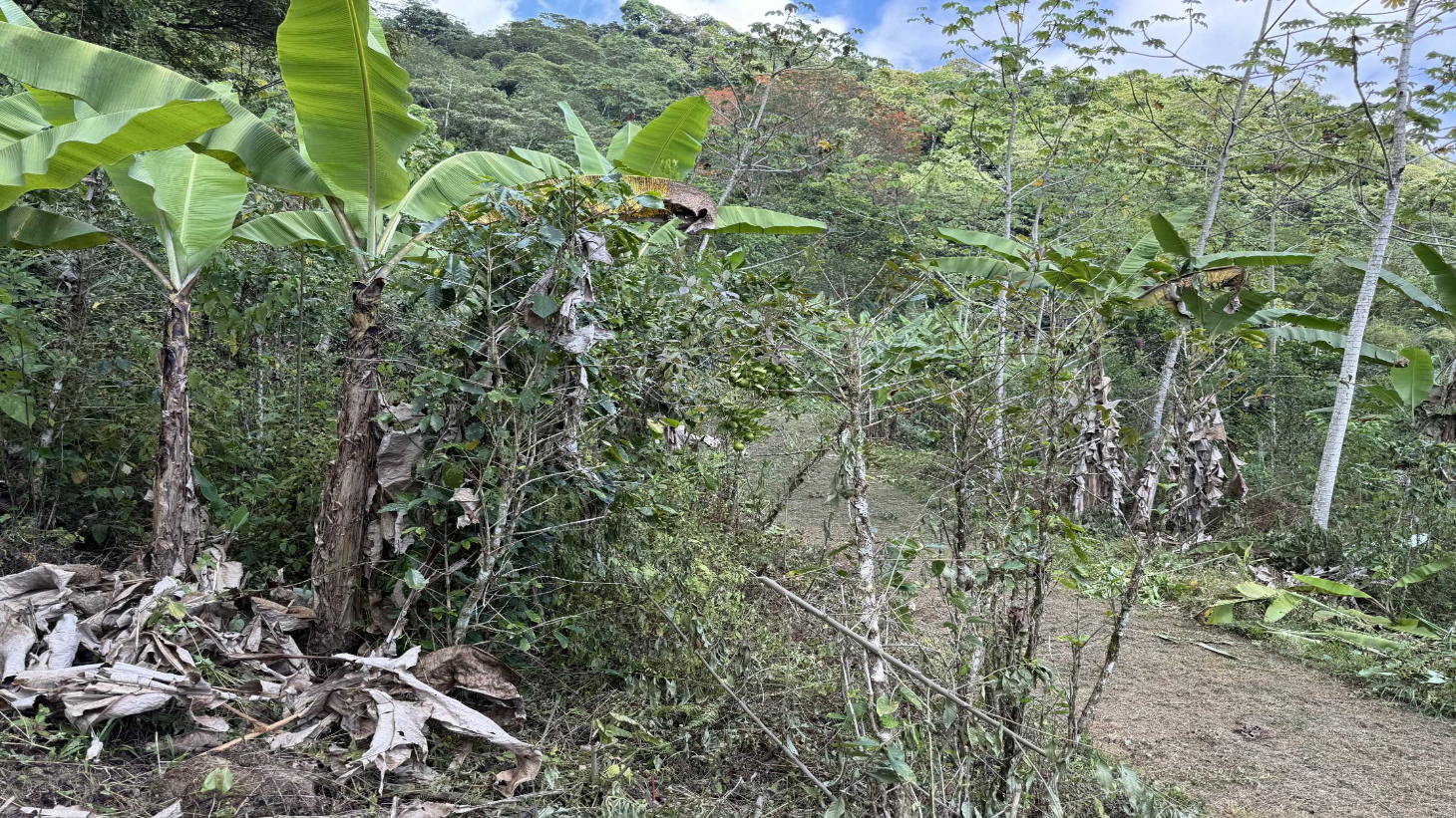 Jungle Lot with 3+ Building Sites, Legal Water, Electricity on Public Road with Big Valley & Mountain Views near San Josecito Costa Rica selected