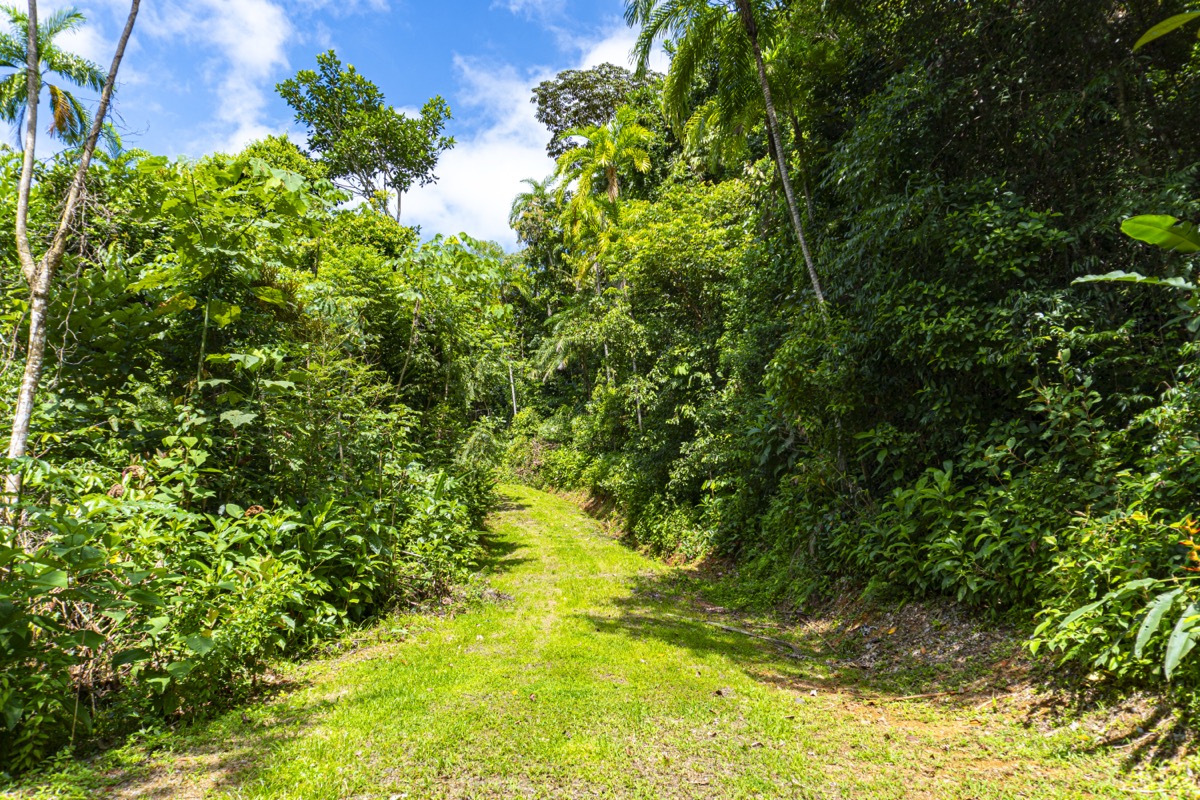 Secluded 2.9 Acre Jungle Lot with Mountain Views in San Buenas selected