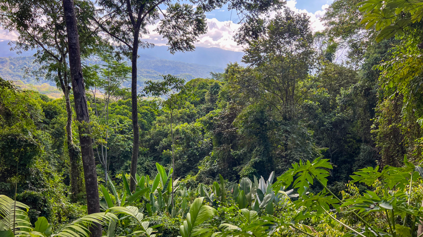 Rainforest Retreat with a Forested Setting and Good Rental History in Lagunas selected