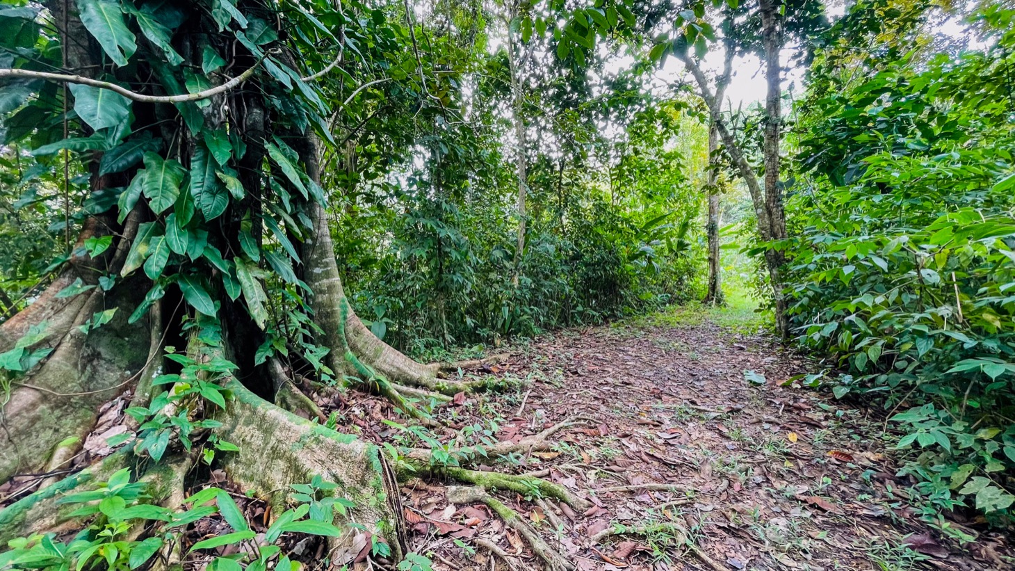 14-Acre Eco-Haven with Ocean View & Riverfront, Minutes from Beaches and National Park selected