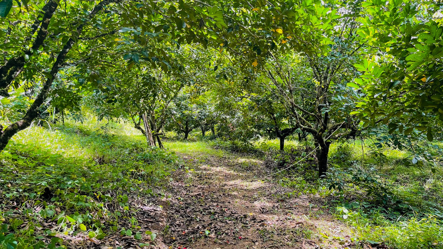 Premium 9.3-Hectare Farm for Sale in Ojochal, Costa Rica selected