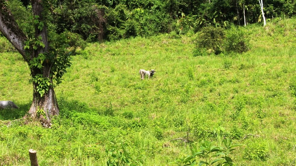 Beautiful 72 Acre Farm In Uvita With Waterfalls And Ocean Views selected