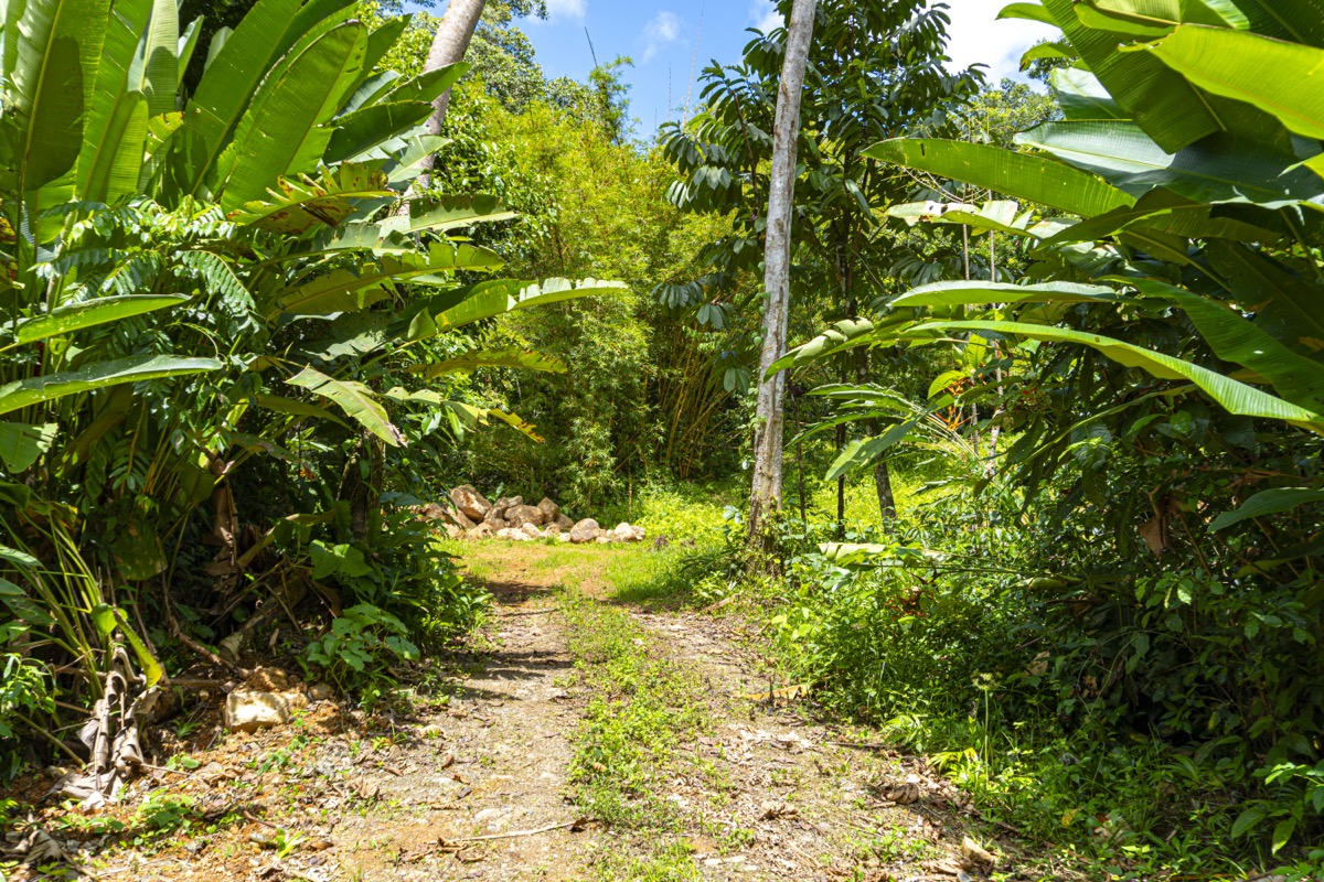 Serene 1.3-Acre Ready-to-Build Jungle Lot in San Buenas selected