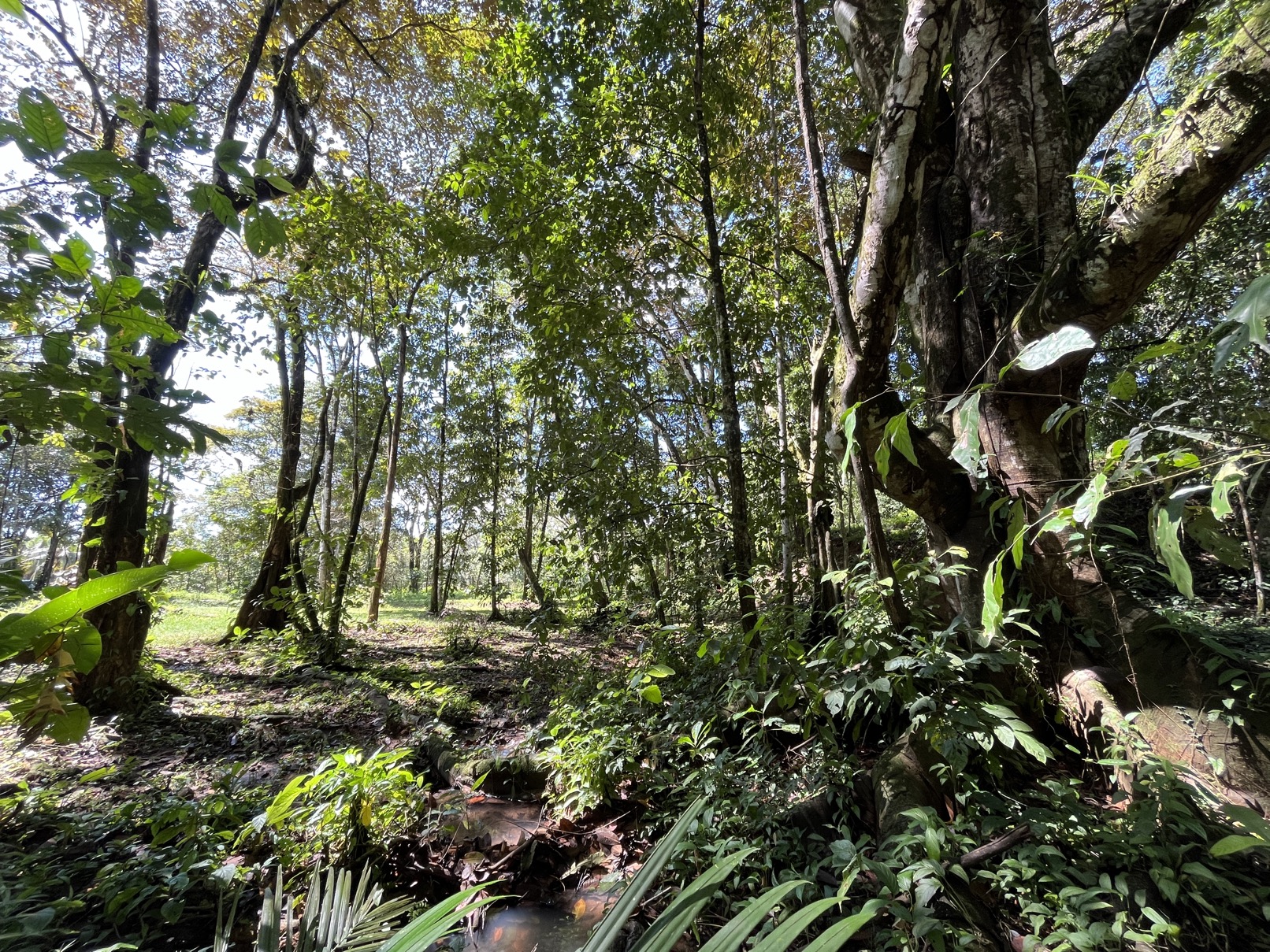 Flat Lot in Tortuga: Your Dream Project Awaits selected