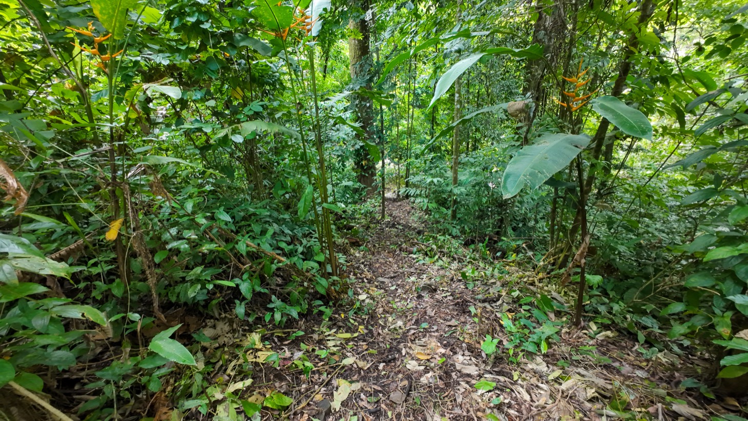 Riverfront Property for Sale in Ojochal, Costa Rica – Nearly 1 Hectare of Flat, Buildable Land selected