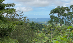 2.9 ACRES – Tons of Fruit Trees, 3 Bedroom Tico Home Plus Bodega In Tinamastes selected
