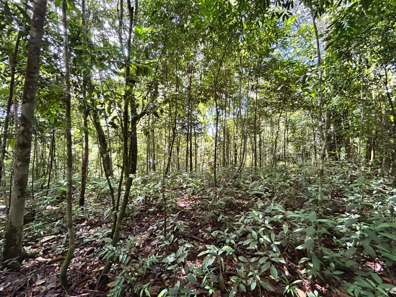 87 Acres of Natural Wonder and Endless Possibility in Ballena, Costa Rica selected