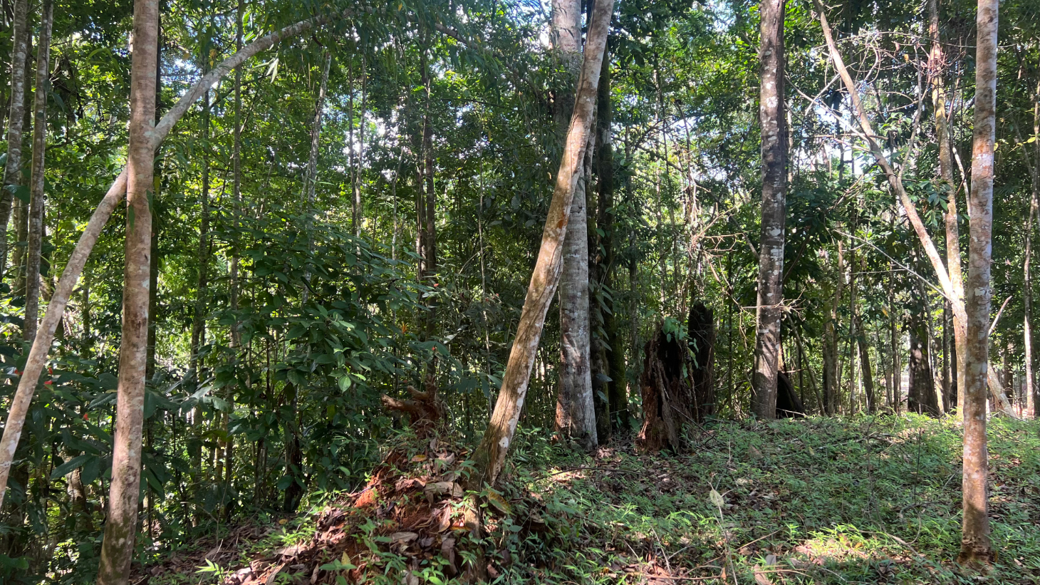 Build Ready Home Site with Easy Access in a Lush Rainforest Setting selected
