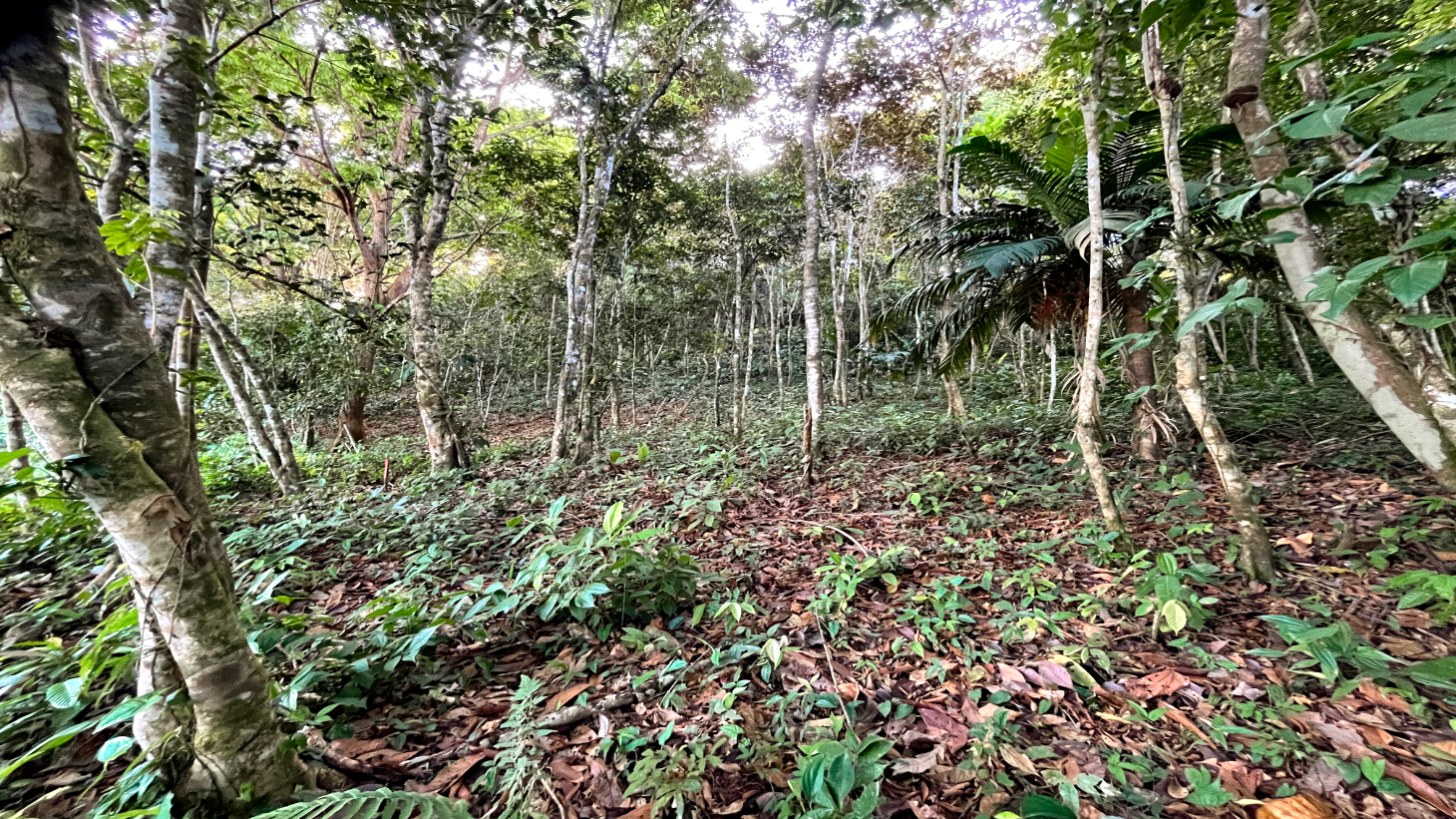 Stunning Mountain & Valley Views in Pura Vida Falls – Prime Property Ready to Build  selected