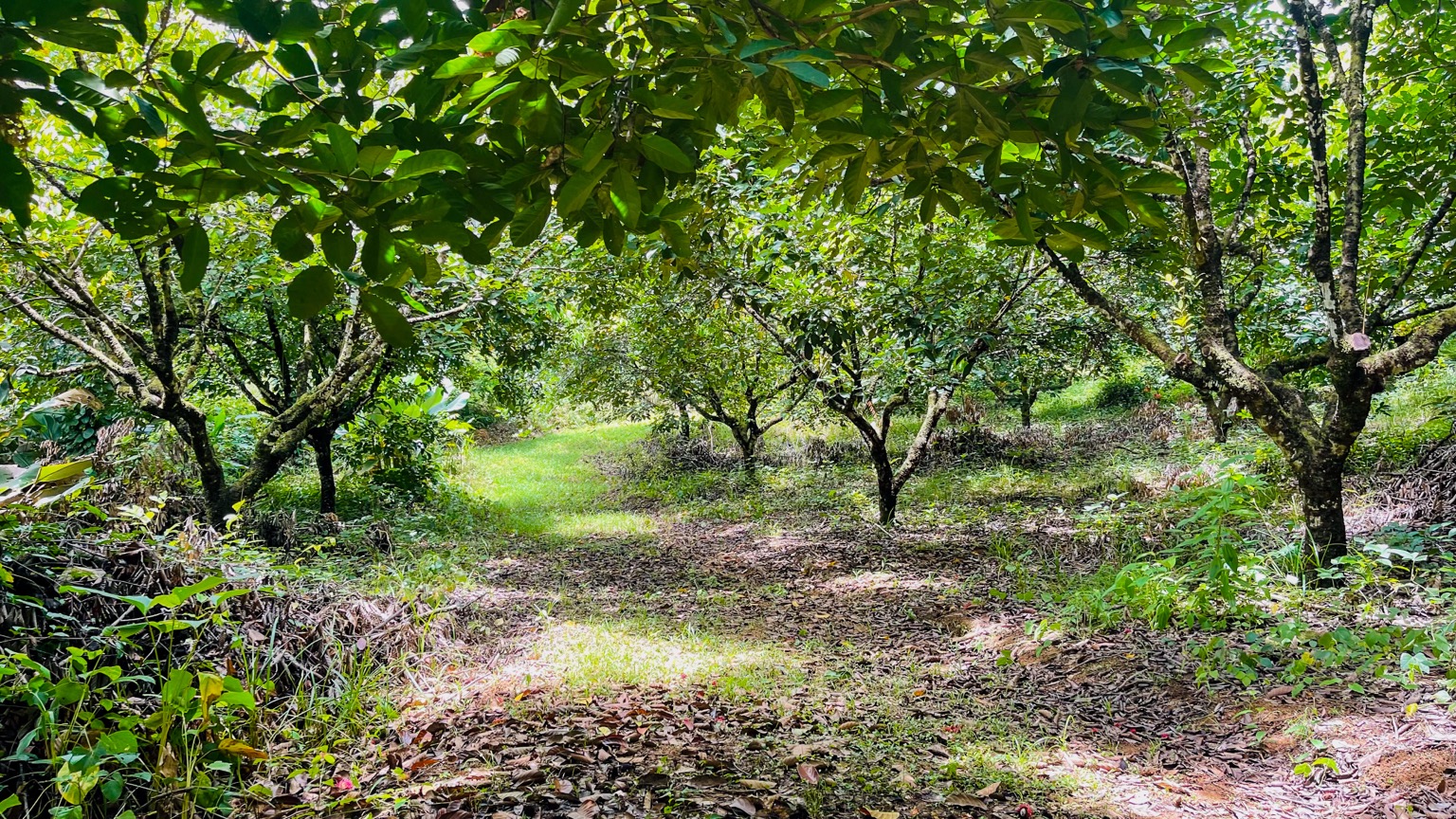 Premium 9.3-Hectare Farm for Sale in Ojochal, Costa Rica selected