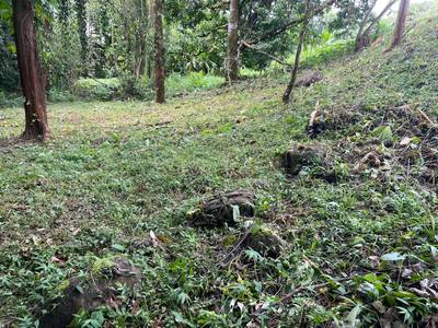 Exquisite Private Lot Bordering River with Mountain View in Ojochal, Phase 10 image 2