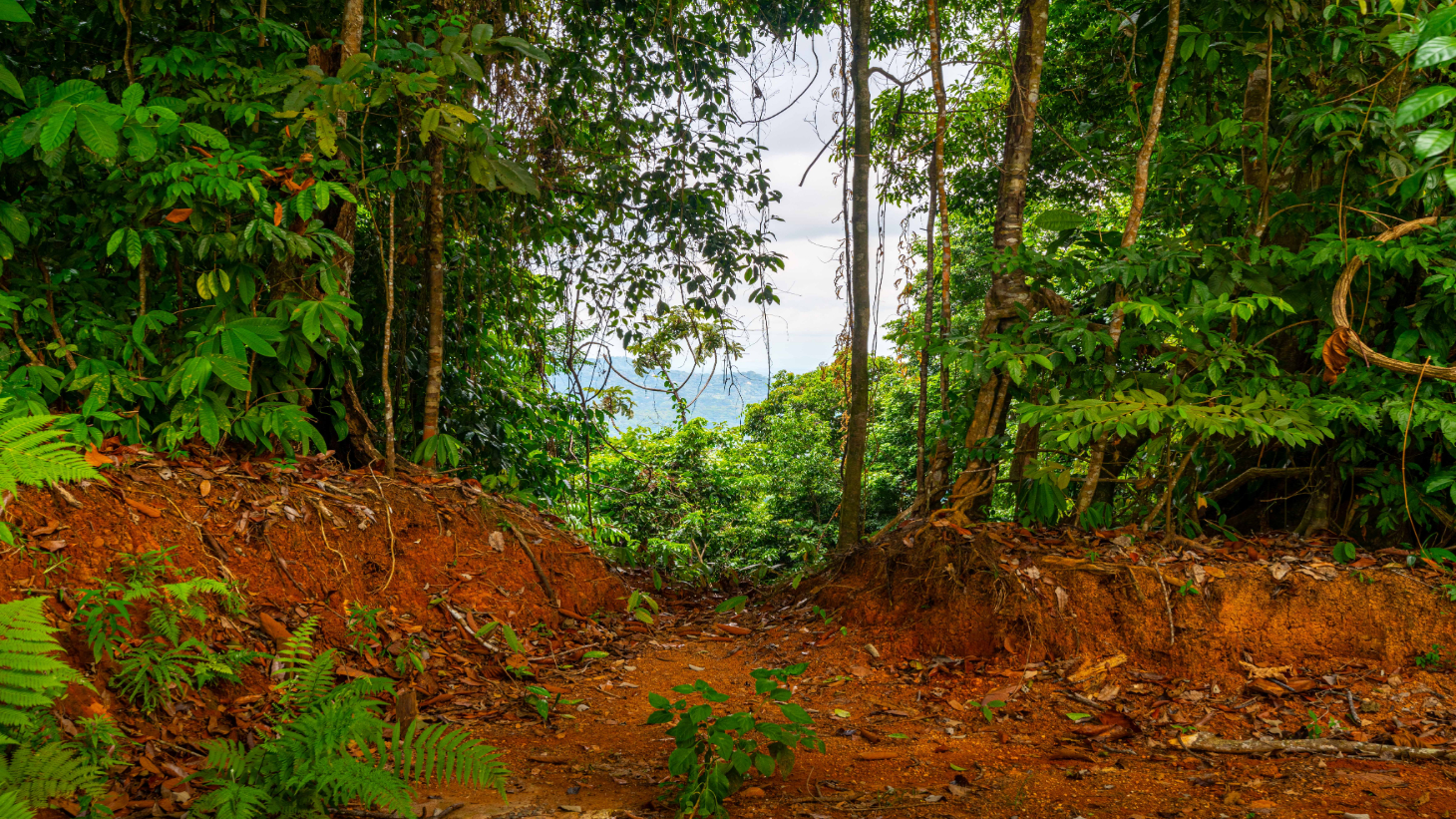 Luxury 4-Bed Home with Ocean & Jungle Views in Ojochal selected