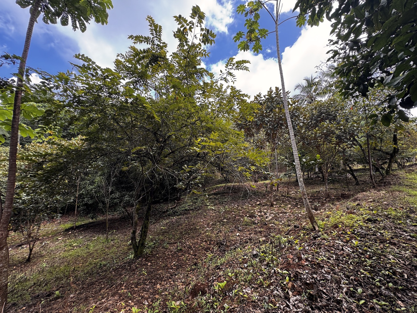 Expansive Ocean View Farm Near Playa Linda – Prime Development Opportunity with Year-Round Sunsets selected