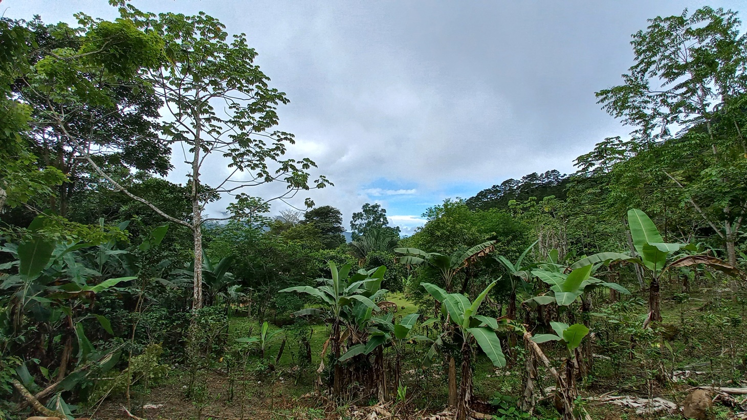 Mountain View Home Site with Seasonal Waterfall and Mature Fruit Trees selected