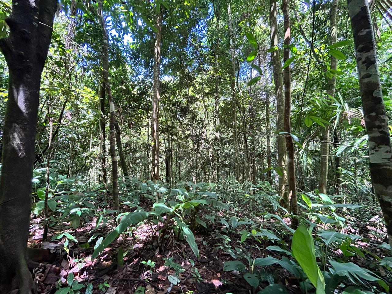 87 Acres of Natural Wonder and Endless Possibility in Ballena, Costa Rica selected