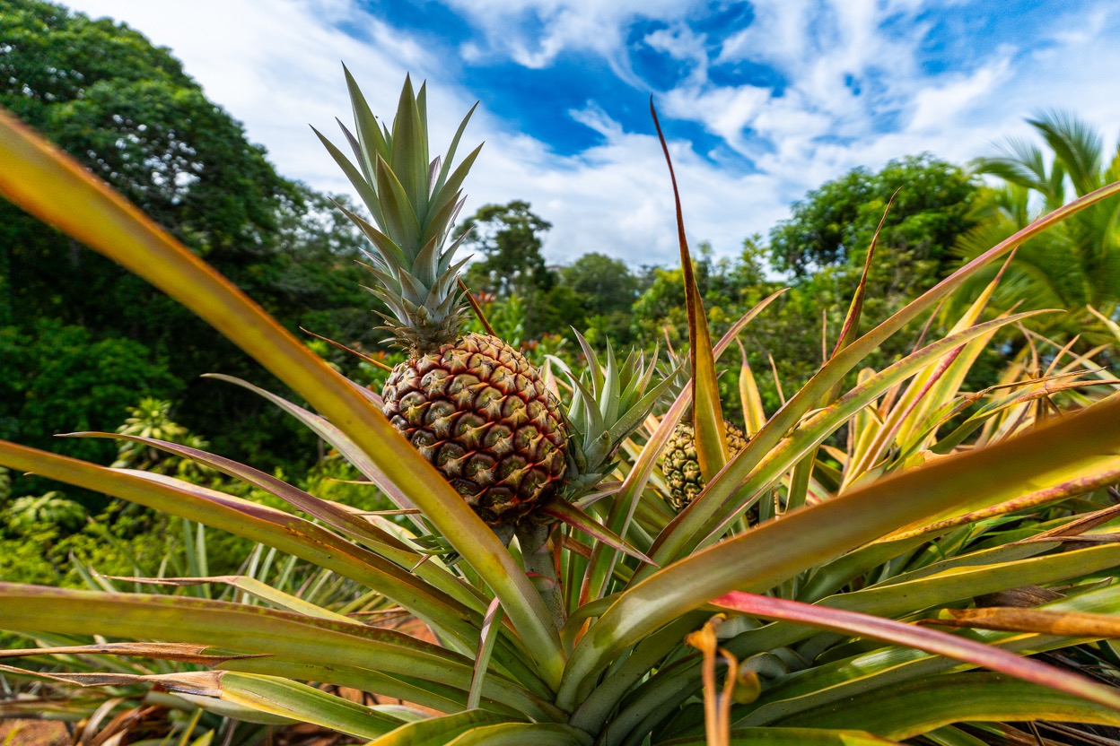 Ocean View Development Property with Waterfall Vista — 14.83 Acres in San Luis de Morete, Near Uvita selected