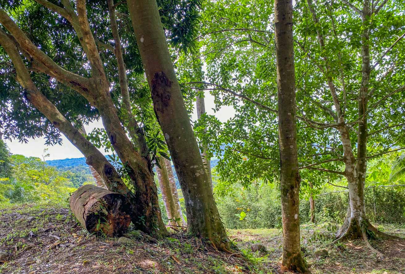 Large Uvita Lot with Whale’s Tail Ocean Views, Sunsets & Legal Water – Ready to Build selected