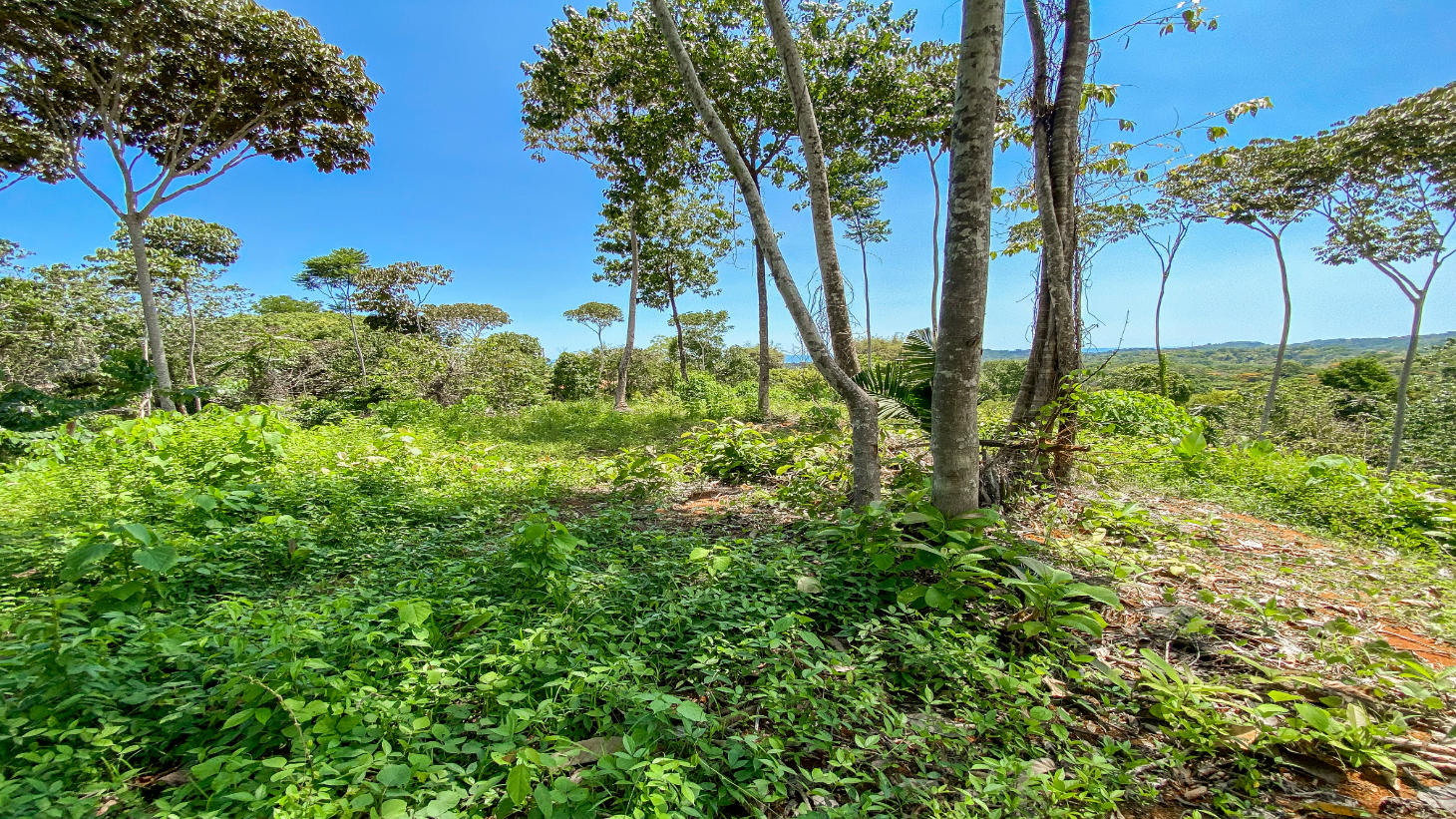 5.75 Acre Land for Sale in Ojochal | Ocean View Development Property selected