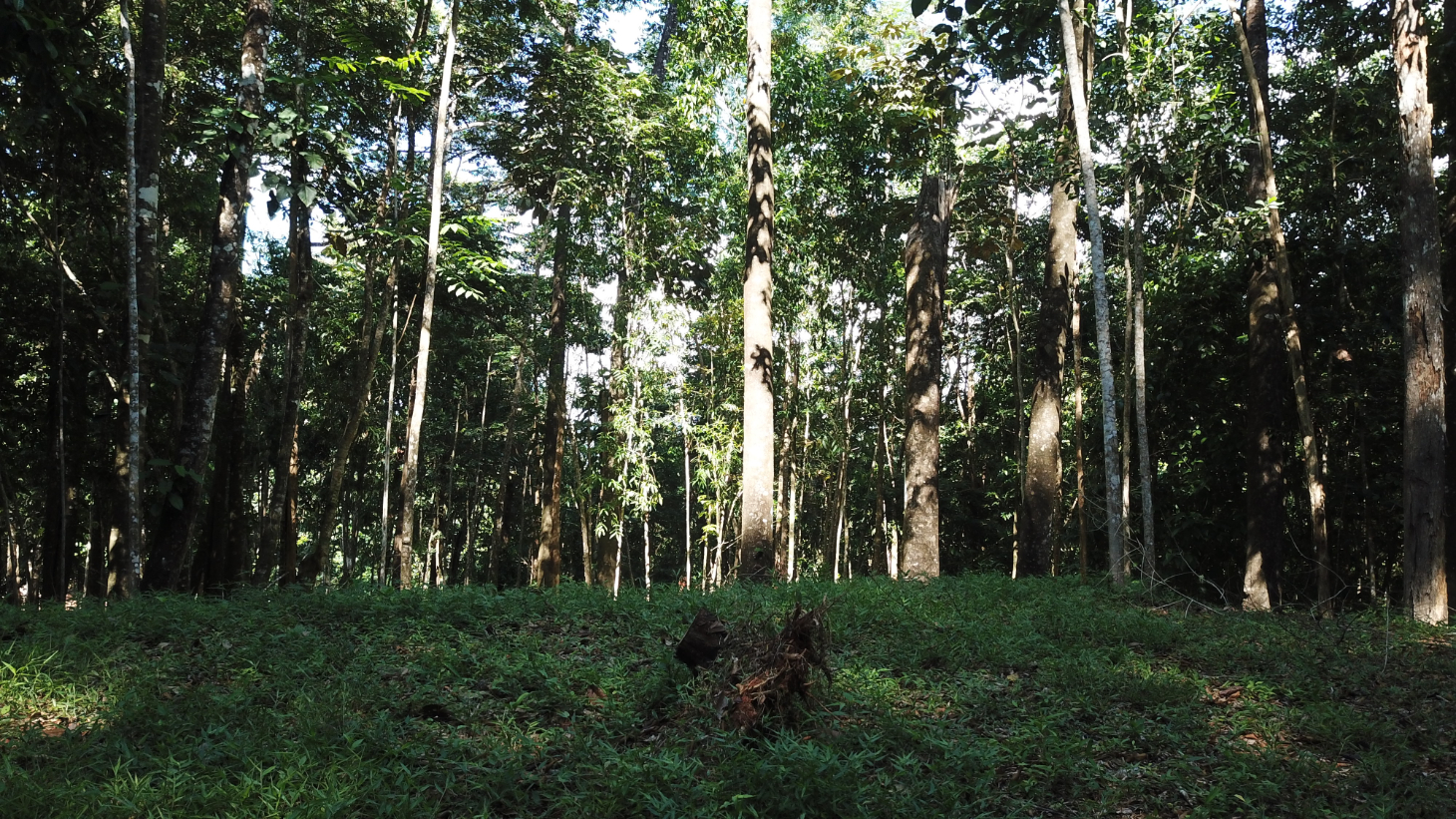 Build Ready Home Site with Easy Access in a Lush Rainforest Setting selected