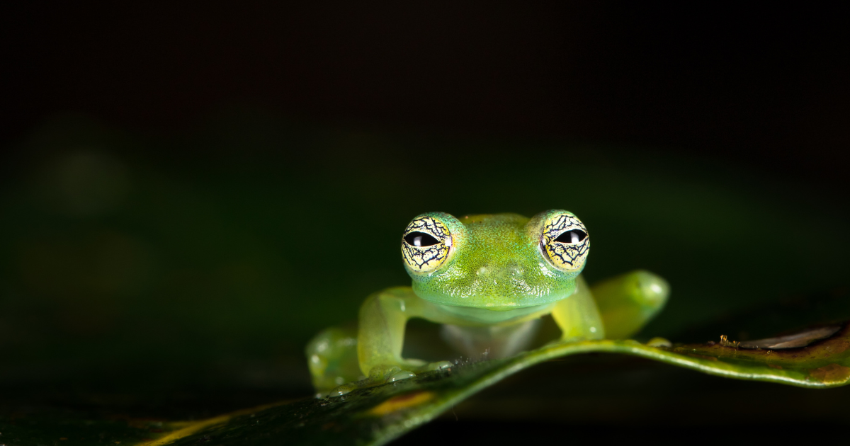 glass frog during a night tour