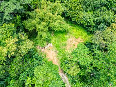 Serene 1.3-Acre Ready-to-Build Jungle Lot in San Buenas image 1