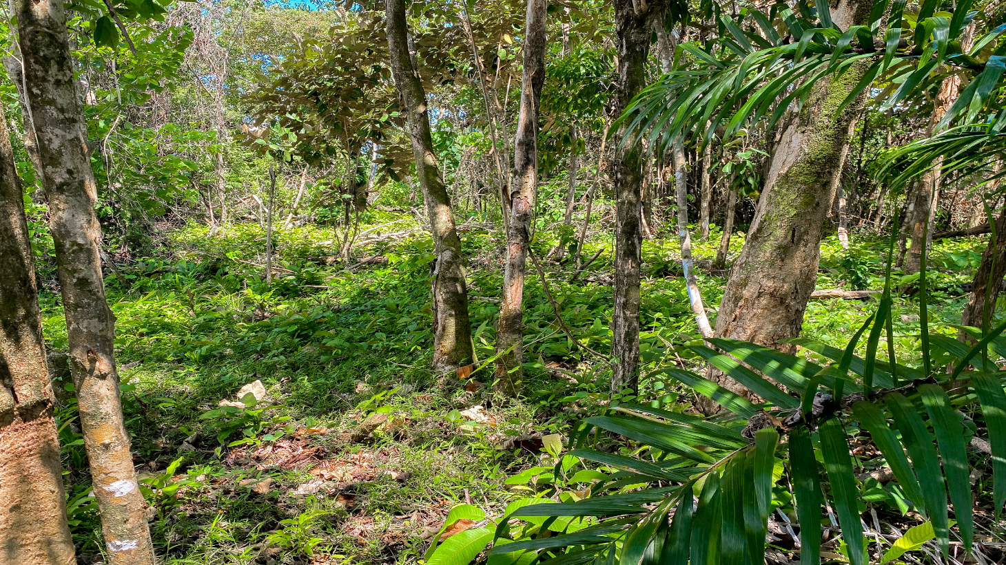 5.75 Acre Land for Sale in Ojochal | Ocean View Development Property selected