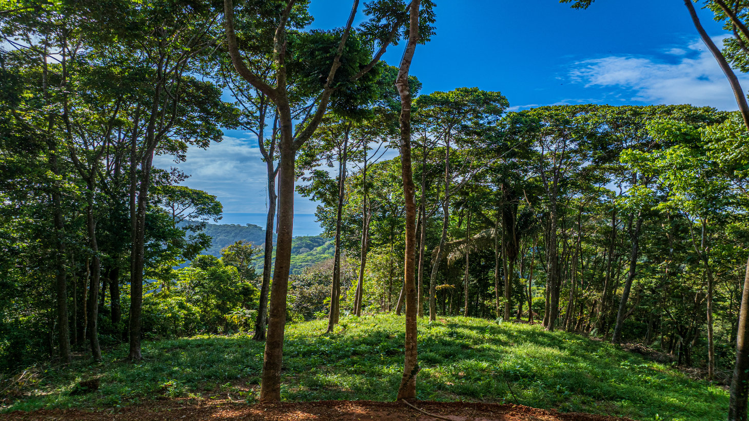 Rare 86-Acre Ocean View Estate Bordering Hacienda Barú – A Unique Opportunity for Conservation and Development selected