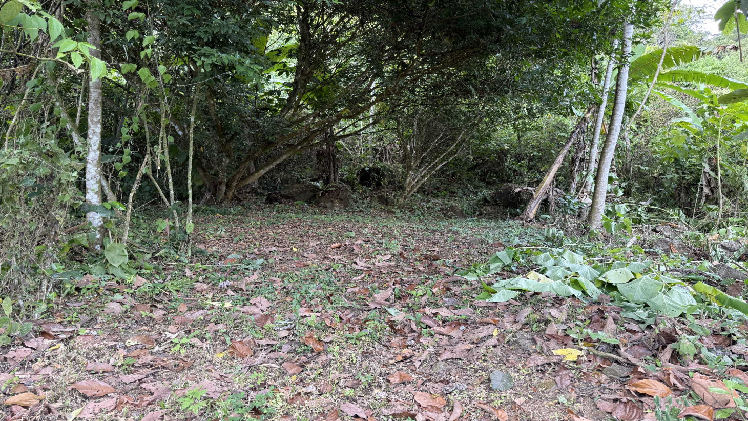 Jungle Lot with 3+ Building Sites, Legal Water, Electricity on Public Road with Big Valley & Mountain Views near San Josecito Costa Rica selected