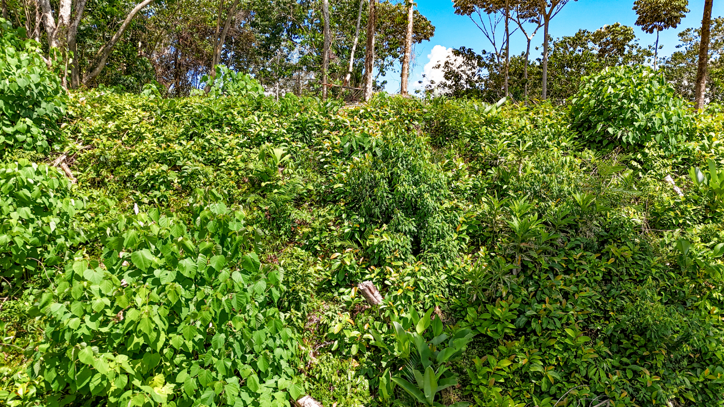 5.75 Acre Land for Sale in Ojochal | Ocean View Development Property selected