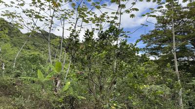 Jungle Lot with 3+ Building Sites, Legal Water, Electricity on Public Road with Big Valley & Mountain Views near San Josecito Costa Rica image 5