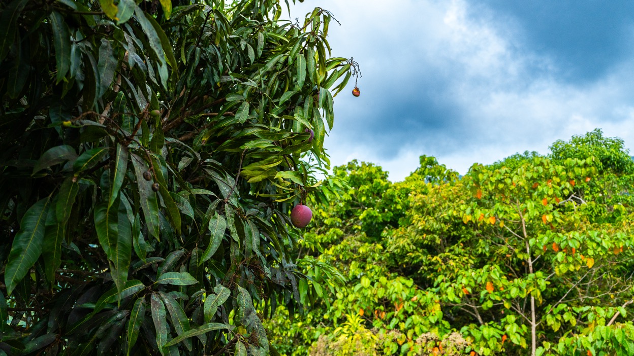 Ocean View Development Property with Waterfall Vista — 14.83 Acres in San Luis de Morete, Near Uvita selected