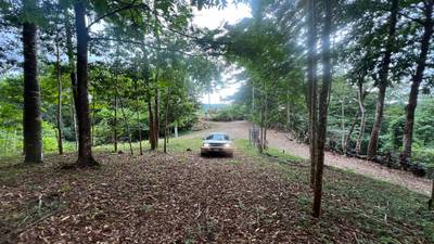 Build Ready Home Site with Easy Access in a Lush Rainforest Setting image 2