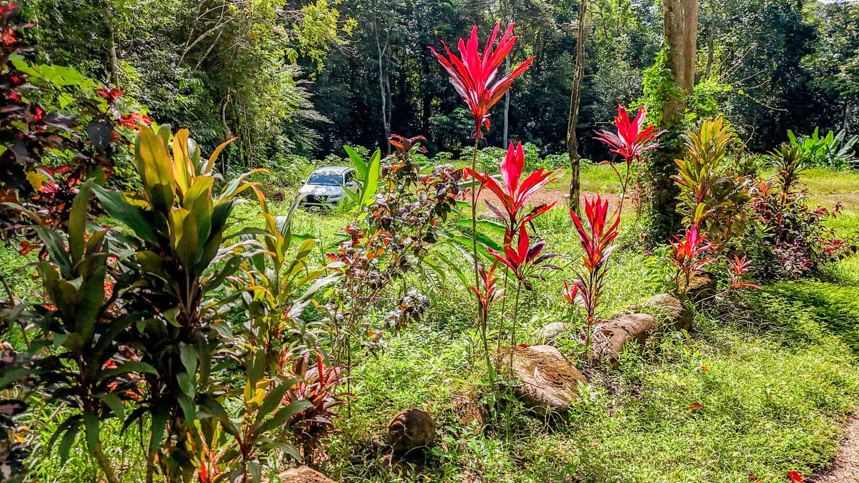 Wonderful Jungle Lot with a Crystal Mountain River Border in Ojochal selected