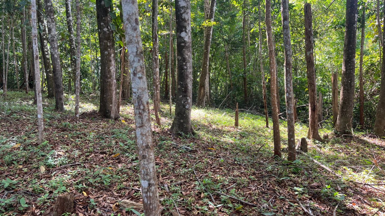 Build Ready Home Site with Easy Access in a Lush Rainforest Setting selected