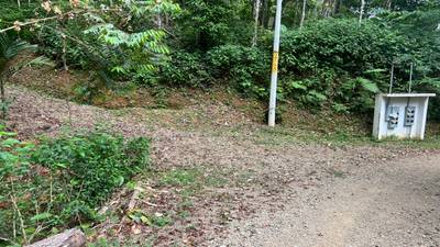 Build Ready Home Site with Easy Access in a Lush Rainforest Setting image 4