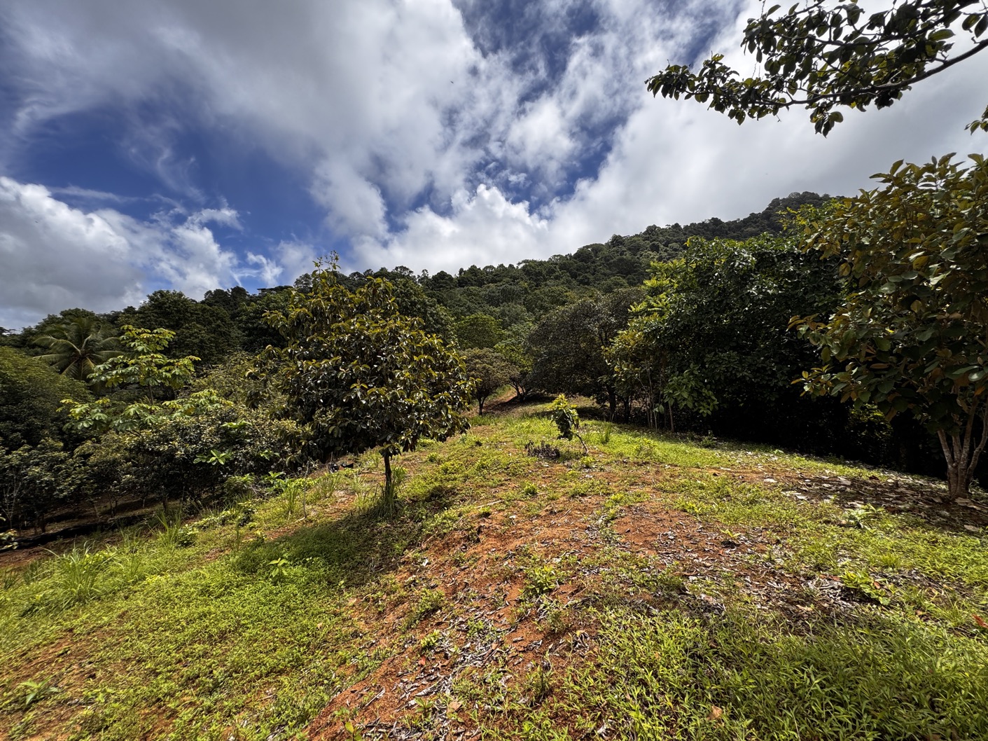 Expansive Ocean View Farm Near Playa Linda – Prime Development Opportunity with Year-Round Sunsets selected