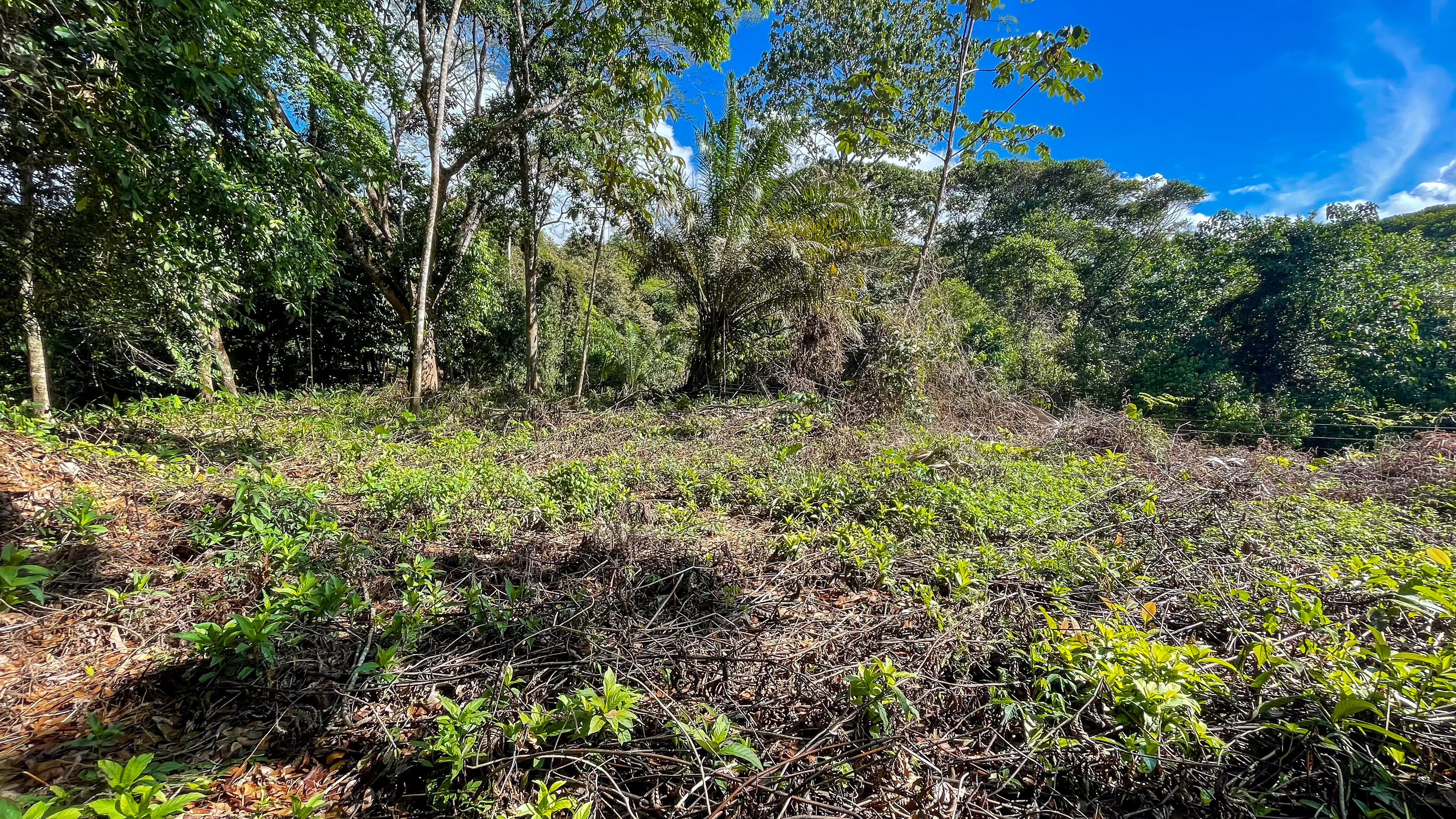 Tucked-Away Jungle Lot at the End of a Quiet Road — Ojochal, Costa Rica selected
