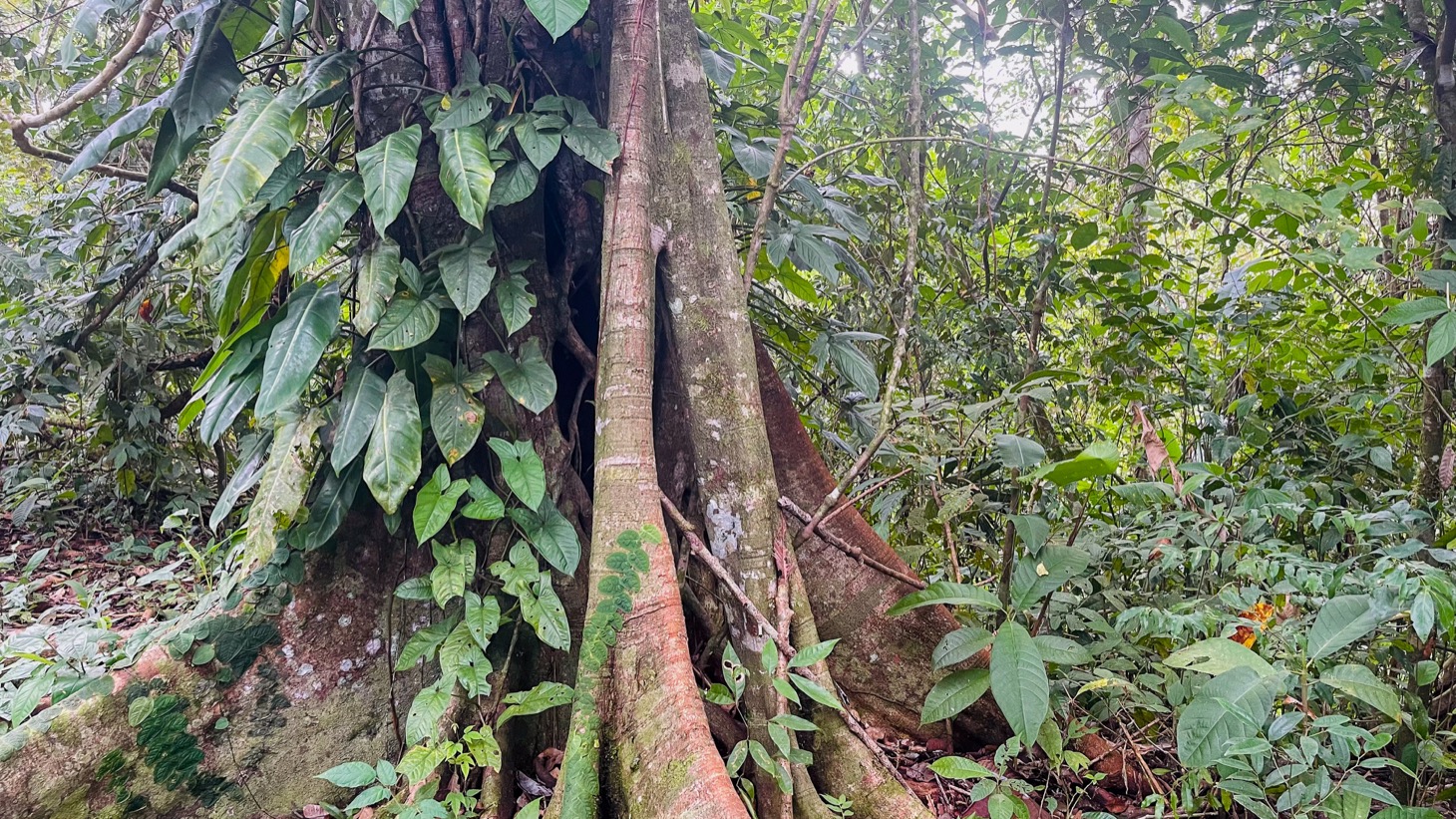 14-Acre Eco-Haven with Ocean View & Riverfront, Minutes from Beaches and National Park selected