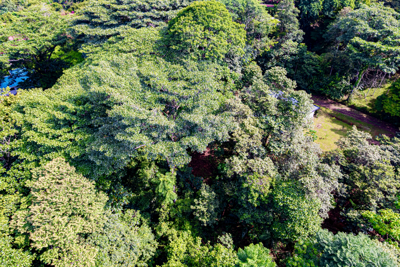 Exceptional Residential or Commercial Potential Property in Ojochal selected