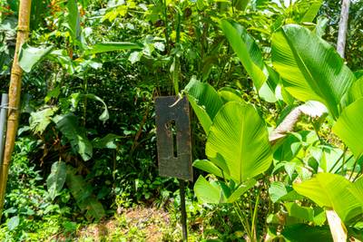 Serene 1.3-Acre Ready-to-Build Jungle Lot in San Buenas image 3