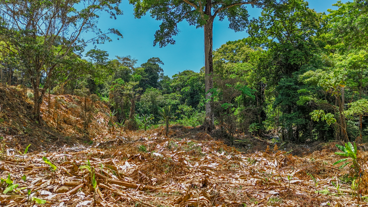 2.46 Acre Jungle Land for Sale in Ojochal with River Border selected