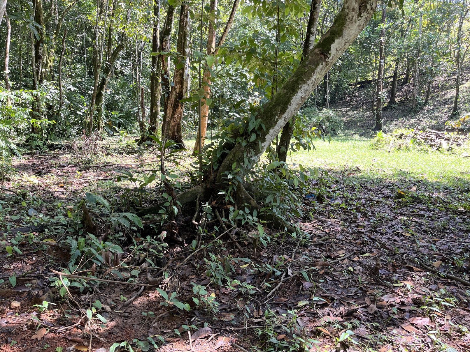 Flat Lot in Tortuga: Your Dream Project Awaits selected