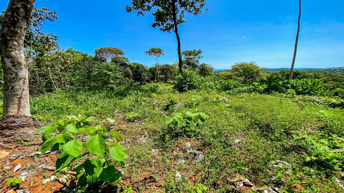 5.75 Acre Land for Sale in Ojochal | Ocean View Development Property selected
