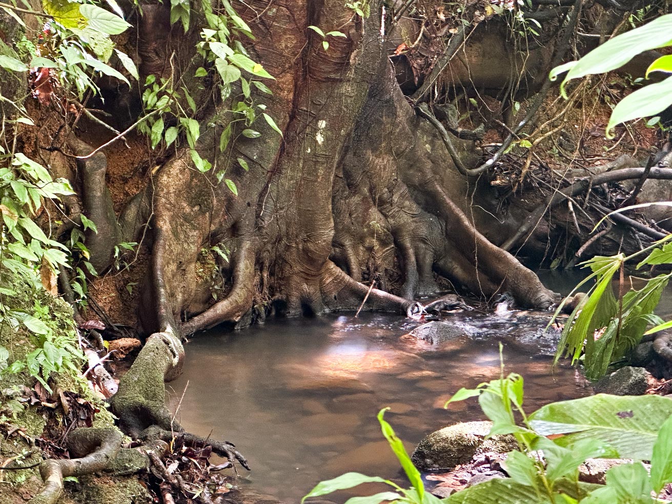 Jungle Sanctuary with Income-Generating Casitas, Creek, Pool & Ultimate Privacy in Ojochal selected