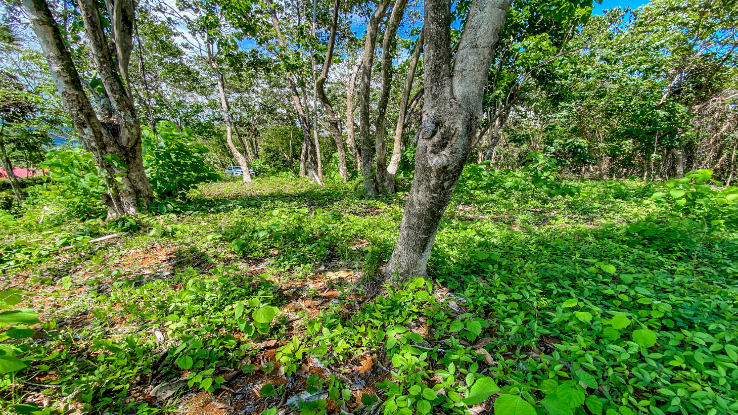 5.75 Acre Land for Sale in Ojochal | Ocean View Development Property selected