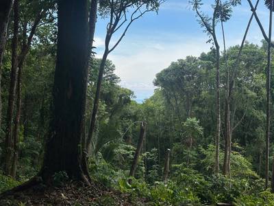 8.8 Acres of Pristine Jungle Paradise with Ocean Glimpses in Dominicalito image 4