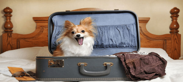 Moving beloved pets to Costa Rica